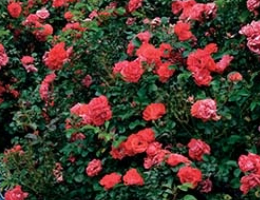 Rose - Drift series.